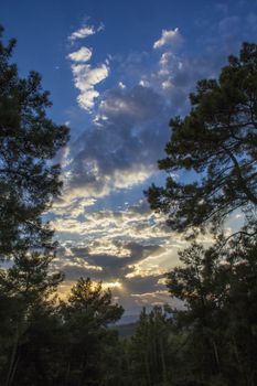 firs tall trees forests and woodlands from Antalya