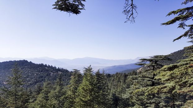 firs tall trees forests and woodlands. Antalya