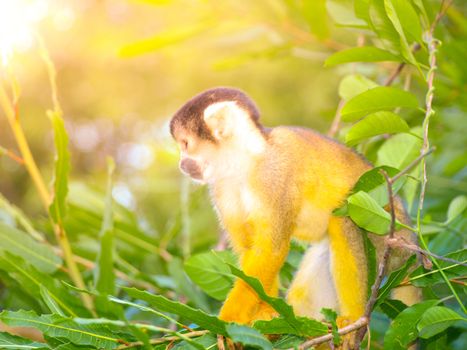 Squirrel monkey with yellow fur hidden in the green bush of Amazonia, South America.