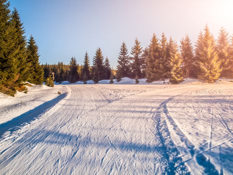 Crossroad of cross country skiing tracks in winter forest landscape on sunny day, Jizera Mountains, Czech Republic.