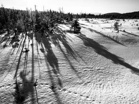 Winter in Jizera Mountains at sunset time with long shadows of trees, Czech Republic. Black and white image.