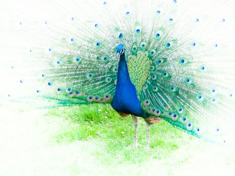 Portrait of peacock with spread feathers. Image with white edges.