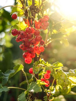 Red currant berries on the branch. Summer garden ripenning crop.