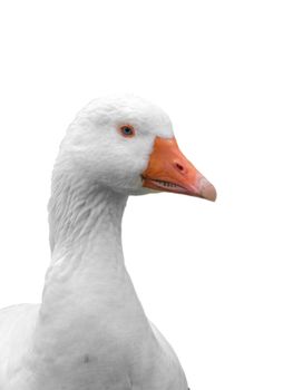 Close-up head of domestic goose isolated on white background.