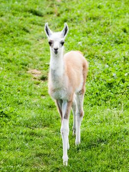 Baby llama. Cute and funny south american mammal.