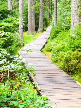 Wooden boardwalk in forest leads to Great Moss Lake, Rejviz, Jeseniky Mountains, Czech Republic.