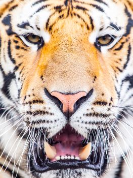 Young siberian tiger portrait with open moutn and shap teeth.