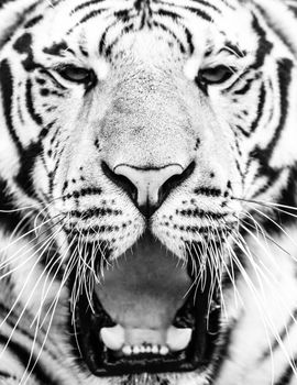 Young siberian tiger portrait with open mouth and sharp teeth. Black and white image.