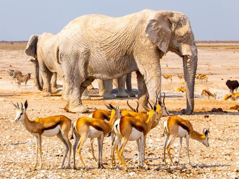 Herd of impalas and elephants at waterhole, Etosha National Park, Namibia, Africa.