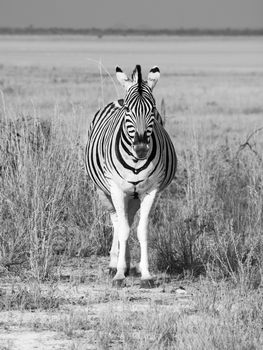 Front view of zebra standing in savanna of Etosha on sunny day. Black and white image.