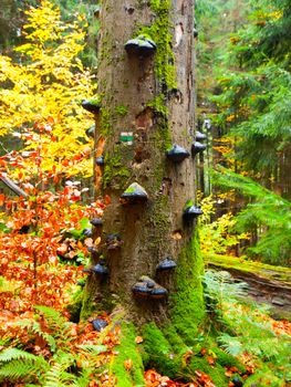 Polypores mushrooms on a tree trunk in colorful autumn primeval forest.