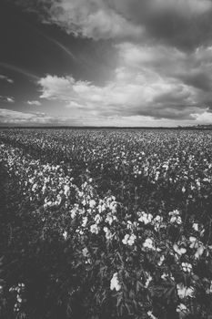 Field of cotton in the countryside ready for harvesting.