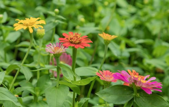 Zinnia lilliput garden flowers with spectacular vibrant colours and green foliage.