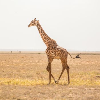 Solitary wild giraffe in Amboseli national park, Tanzania.