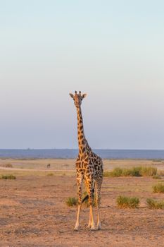 Solitary wild giraffe in Amboseli national park, Tanzania.