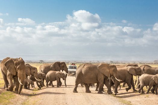 Tourists in safari jeeps watching and taking photos of big hird of wild elephants crossing dirt roadi in Amboseli national park, Kenya. Peak of Mount Kilimanjaro in clouds in background.