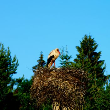 White Stork Stand in His Nest between Green Trees against Blue Sky Outdoors
