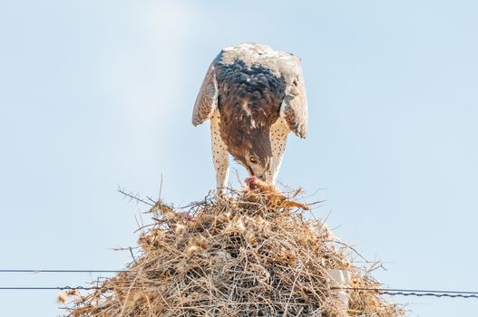 A martial eagle, Polemaetus bellicosus, eating prey on top of a communal bird nest, built on top a a telecommunications pole near Groblershoop in the Northern Cape Province