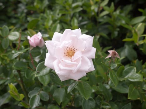 perfect single white rose flower petals on shrub; Essex; UK