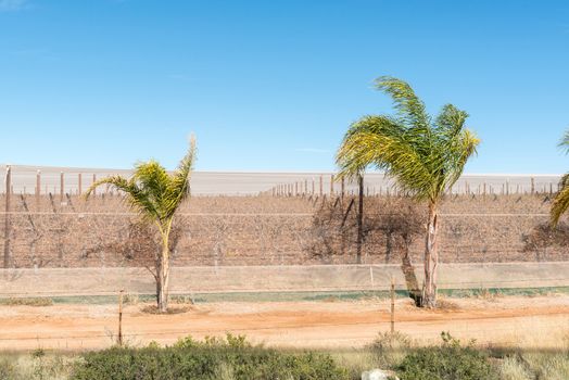 A vineyard protected by shade net against birds, hail and late frost, near Kakamas in the Northern Cape Province