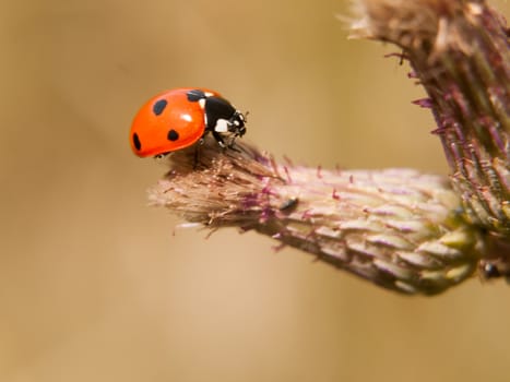 a 7 dot ladybird resting on the end of a bud up close; Essex; UK