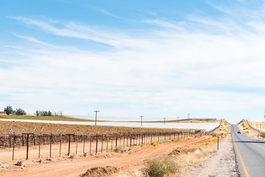 The road between Marchand and Augrabies town with vineyards next to the road, some protected by shade net against birds, hail and late frost
