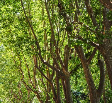 group of trees in a sunny day. Nobody