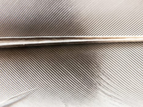 close up texture of a black and white bird's feather; Essex; UK