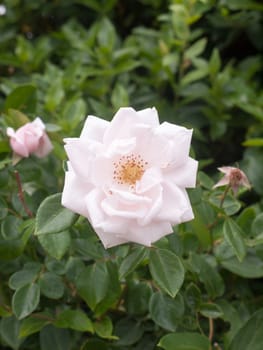 perfect single white rose flower petals on shrub; Essex; UK