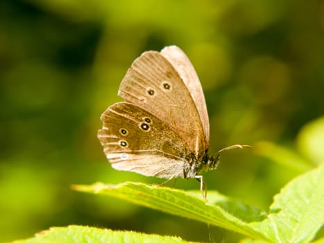 a brown ringlet butterfly resting on a leaf with its wings open; Essex; UK