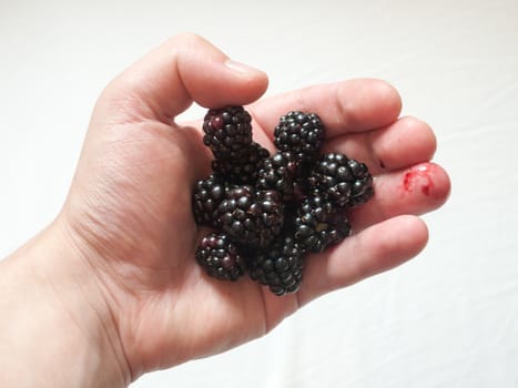 a handful of wild blackberries with white background; Essex; UK