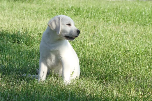 the little yellow labrador puppy sitting in the park