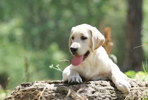 a little yellow labrador puppy sitting in the park