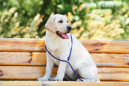 little yellow labrador puppy sitting in the park