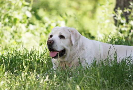 a cute yellow labrador in the park in summer