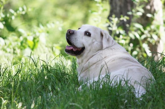 the cute yellow labrador in the park in summer