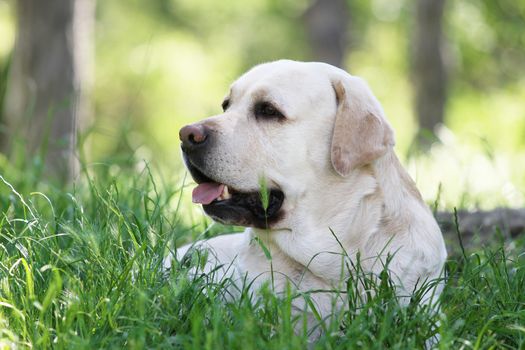cute yellow labrador in the park in summer