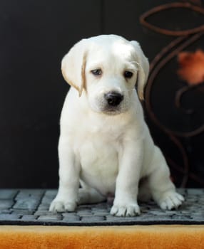 a little yellow labrador puppy sitting on yellow background