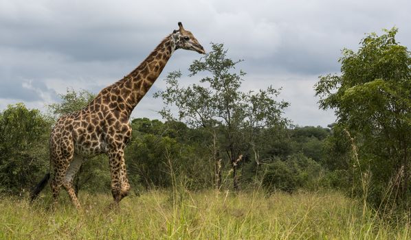 walking giraffe in south africa on kruger national kruger spot during a safari