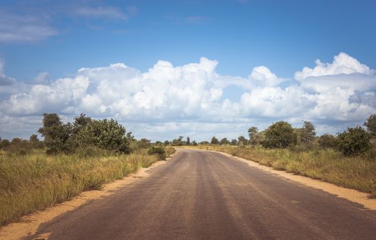 road in the wild nature of south africa in the kruger national park, looking for wild animals and beautifull landscape