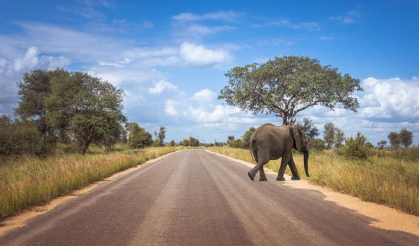 elephant crossing the road  in the wild nature of south africa in the kruger national park, looking for wild animals and beautifull landscape