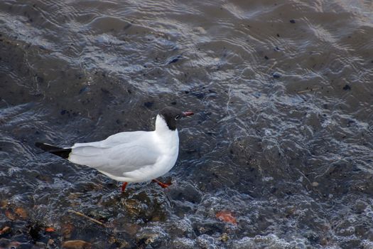 Black-headed Gull Wading along the River Thames