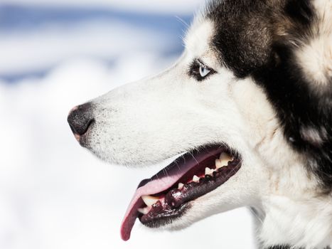 Cute breed siberian husky dog animal walking winter snow outdoor