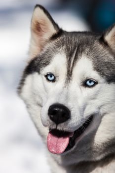 Cute breed siberian husky dog animal walking winter snow outdoor