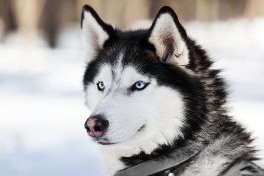 Cute breed siberian husky dog animal walking winter snow outdoor