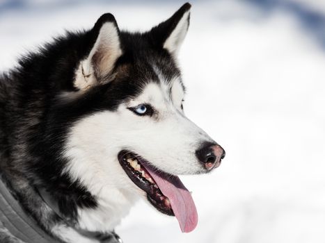 Cute breed siberian husky dog animal walking winter snow outdoor