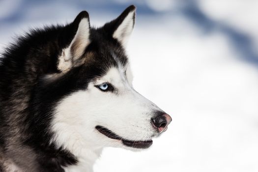 Cute breed siberian husky dog animal walking winter snow outdoor