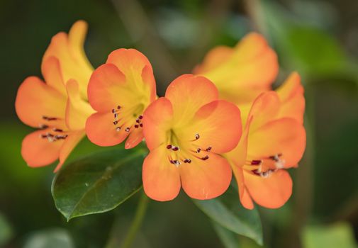 Rhododendron with bright orange flowers, with evergreen foliage background close up macro.