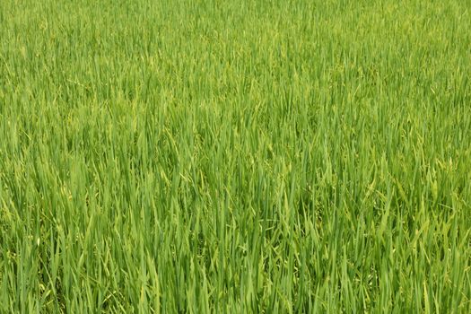 Vibrant green rice growing in a paddy field on a plantation in central Vietnam.