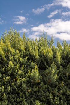 Part of a tree and leaves as a natural background texture